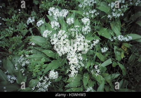 Bärlauch, Allium Ursinum, Blüte, Holz, Pflanzen, Zwiebelpflanzen, Porreepflanzen, Wildpflanzen, Gemüsepflanzen, Gewürzpflanzen, Wildkräuter, Wald-Knoblauch, Bärlauch, Blätter, Blüten, weiß, grün, medizinische Pflanzen, gesunde, Würzkräuter, Kräuter, kulinarisches Gewürz, Wildgemüse, Knoblaucharoma, Knoblauch Geruch, Aroma, Natur, Stockfoto