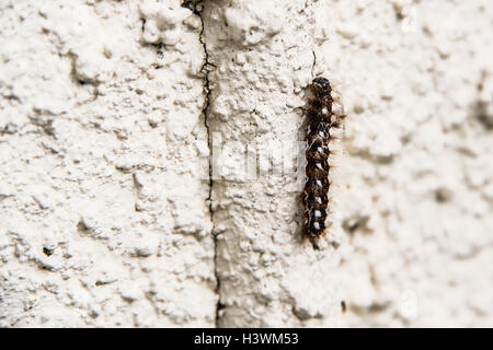 Knot Grass Moth Raupe Stockfoto