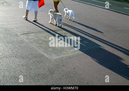 Frankreich, Cote d' Azure, Nizza,, Promenade des Anglais, Frauen, Detail, Beine, Hunde, laufen, Europa, Süd-Frankreich, französischen Riviera, Mittelmeer-Küste, Departement Alpes-Maritimes, Nizza, touristisches Zentrum, Promenade, Flaniermeile, Touristen, Haustiere, Haushunde Stockfoto