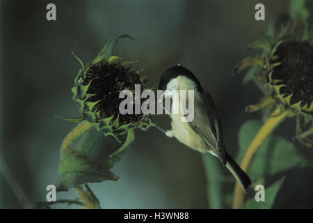 Sonnenblume, Sumpf Meise, Parus Palustris, Sonnenblumen-Kerne zu essen, Vögel, Vogel, Sparrows Vögel, Passeriformes, Singvögel, Singvogel, Meisen, Meise, Paridae, Marsh Meisen, Einnahme Stockfoto