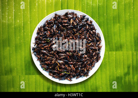 Frittierte Grillen auf der Platte auf einem Bananenblatt. Stockfoto