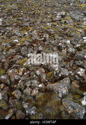 Proben von Moos und Algen auf Vulkangestein, Island. Vom 21. Jahrhundert Stockfoto