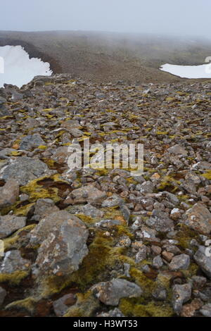 Proben von Moos und Algen auf Vulkangestein, Island. Vom 21. Jahrhundert Stockfoto