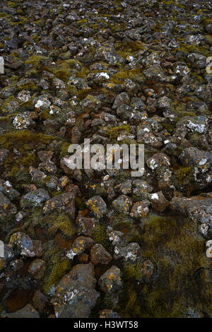 Proben von Moos und Algen auf Vulkangestein, Island. Vom 21. Jahrhundert Stockfoto