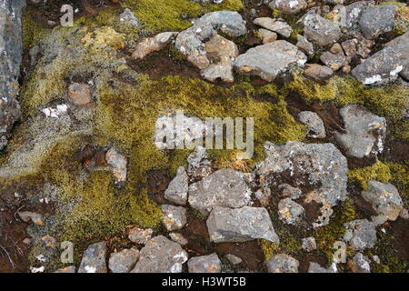 Proben von Moos und Algen auf Vulkangestein, Island. Vom 21. Jahrhundert Stockfoto