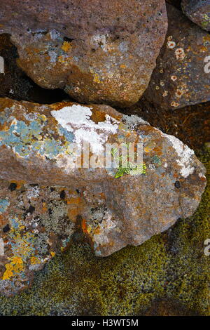 Proben von Moos und Algen auf Vulkangestein, Island. Vom 21. Jahrhundert Stockfoto