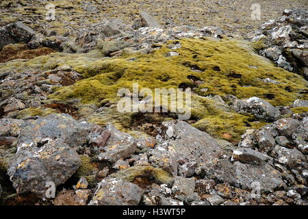 Proben von Moos und Algen auf Vulkangestein, Island. Vom 21. Jahrhundert Stockfoto