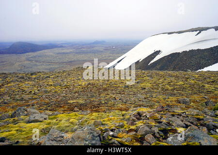 Proben von Moos und Algen auf Vulkangestein, Island. Vom 21. Jahrhundert Stockfoto