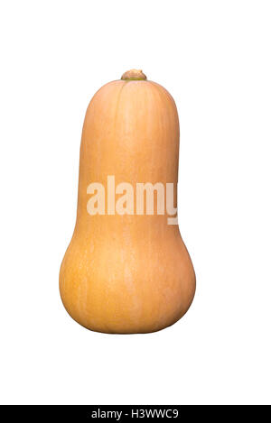 Bild von einem isolierten Butternut-Kürbis. Stockfoto