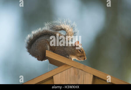 Wimbledon, London UK. 12. Oktober 2016. Grauhörnchen liegt am oberen Rand ein Gartenhaus mit Augen, die halb geschlossen, fangen Sonnenlicht nach Regen am frühen Morgen. Bildnachweis: Malcolm Park Wildlife Bilder/Alamy Live News Stockfoto