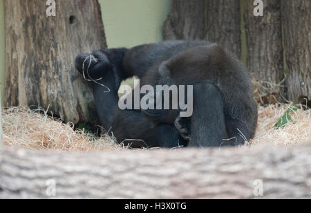 Berlin, Deutschland. 12. Oktober 2016. Ein Gorilla im Stroh liegt und entspannt im Zoo in Berlin, Deutschland, 12. Oktober 2016. Foto: PAUL ZINKEN/Dpa/Alamy Live News Stockfoto