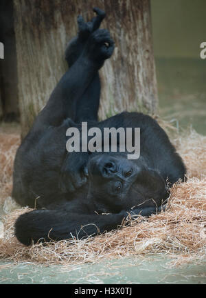 Berlin, Deutschland. 12. Oktober 2016. Ein Gorilla im Stroh liegt und entspannt im Zoo in Berlin, Deutschland, 12. Oktober 2016. Foto: PAUL ZINKEN/Dpa/Alamy Live News Stockfoto