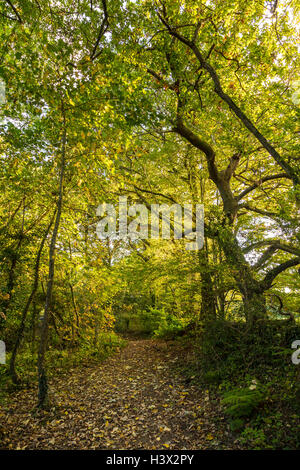 Von Bäumen gesäumten Pfad an der Mündung der Cleddau am Haken in der Nähe von Haverfordwest, Pembrokeshire, als die Sonne, im Oktober untergeht. Stockfoto