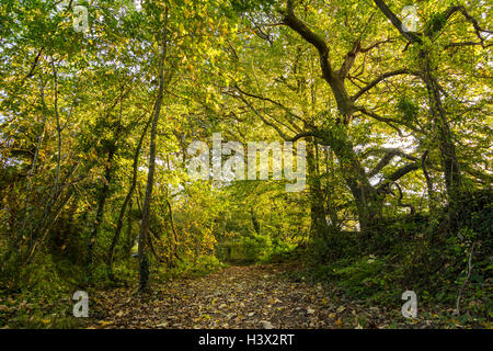 Von Bäumen gesäumten Pfad an der Mündung der Cleddau am Haken in der Nähe von Haverfordwest, Pembrokeshire, als die Sonne, im Oktober untergeht. Stockfoto