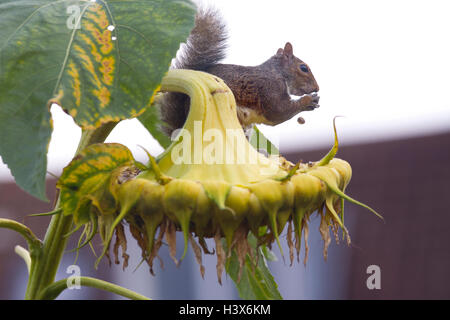 London, UK. 13. Oktober 2016. Graue Eichhörnchen versucht, die Samen einer riesigen Sonnenblume in einem Garten von London, UK 13. Oktober 2016 Essen London, England, Vereinigtes Königreich Credit: Jeff Gilbert/Alamy Live News Stockfoto