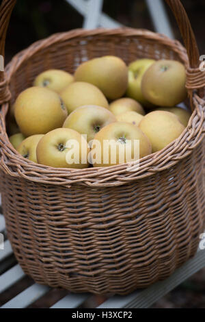 Inländische Malus. Englische Äpfel in einem Korb auf einer Gartenbank Stockfoto