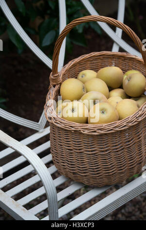 Inländische Malus. Englische Äpfel in einem Korb auf einer Gartenbank Stockfoto