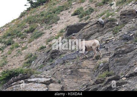 Bighorn sheep Glacier National Park, Montana USA Stockfoto