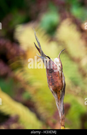 Iris Spuria. Iris 'Norton Sonnenlicht"Samenkapseln im Herbst Stockfoto