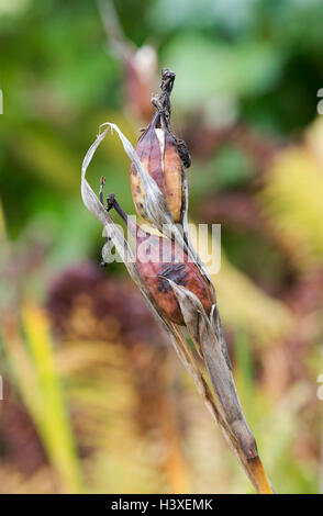 Iris Spuria. Iris 'Norton Sonnenlicht"Samenkapseln im Herbst Stockfoto