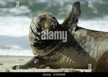 Deutschland, Schleswig - Holstein, Insel Helgoland, Strand, Kegel-Dichtung, Halichoerus Grypus, detail, Europa, Norddeutschland, Küste, Tiere, Tier, wilde Tiere, wilde Tiere, Säugetiere, Säugetier, Raubtiere, Raubtier, Hundsrobben, Hund zu versiegeln, Robben, Siegel, Lüge, Sand, Stockfoto