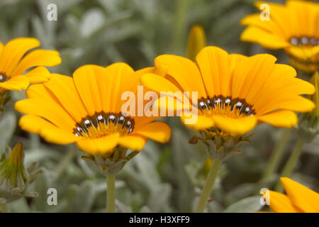 Blumen, Gazanien, Gazanien spec, Blüten, gelb, Pflanzen, Sommerblumen, Mittag Gold, Blüte, Blüten, Blütenblätter, Radiant, Botanik, Natur Stockfoto