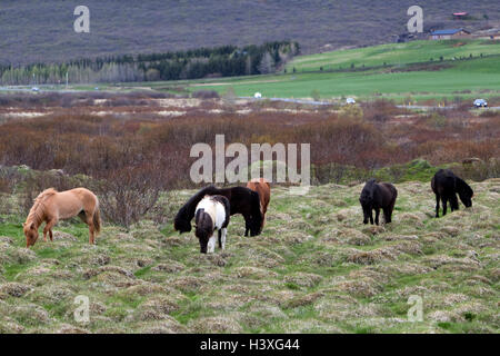 Herde von Islandpferden im Land Island Stockfoto