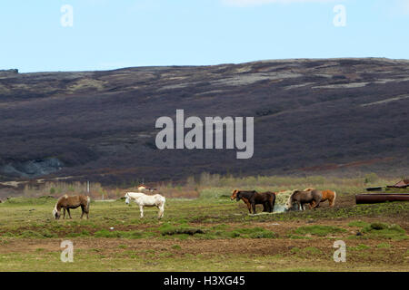 Herde von Islandpferden in abgelegenen ländlichen Bergregionen Landschaft Islands Stockfoto