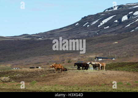 Herde von Islandpferden in abgelegenen ländlichen Bergregionen Landschaft Islands Stockfoto