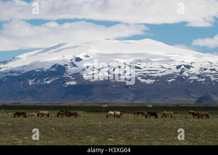 Herde von Islandpferden unter Schnee bedeckt Hekla Stratavolcano Island Stockfoto
