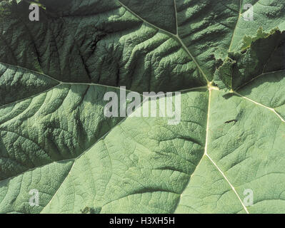 Mammut Blätter, Detail, Brasilien, Vegetation, Blätter, Blätter, Mammut Blätter, Sequoia, Gunera Manicata, Blattstruktur, Zypressen Sumpfpflanzen, Hintergrund, Nahaufnahme Stockfoto