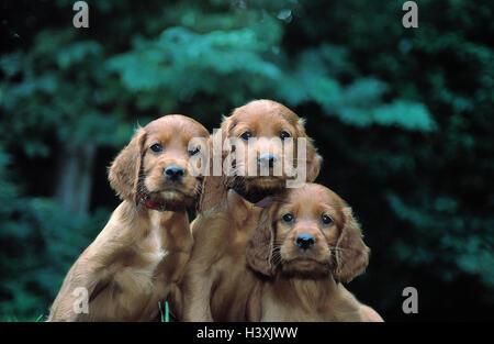 Irish Red Setter, Welpen, Porträt, außen, Tiere, Säugetiere, Irish Setter, drei Hunde, Canidae, junge, junge Tiere, rot Spaniel, begleitende Hunde, Welpen, Rassehunde, Hunderasse, Haustiere, Hunde Stockfoto