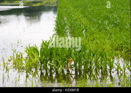 Mais unter Wasser nach starken Regenfällen in den Niederlanden. Stockfoto