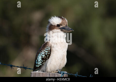 Australische Kookaburra, Lachen Vogel, Vogel, Stockfoto