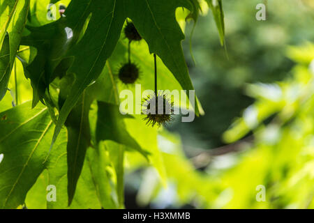 Die Früchte und Blätter einer orientalischen Platane (Platanus orientalis) Stockfoto