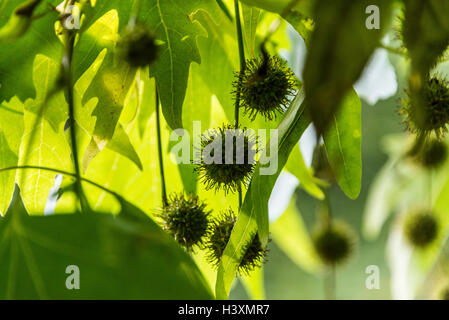 Die Früchte und Blätter einer orientalischen Platane (Platanus orientalis) Stockfoto