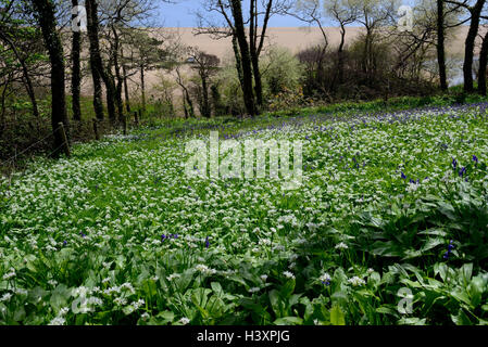 Allium und anderen Frühlingsblumen wachsen nahe dem Strand entlang der South West Coast Path. Stockfoto