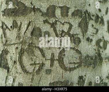 Stamm, Detail, Herz, Monogramme, geschnitzt, Icon, Liebe, Baum, Baum Rinde, verliebt sich in Liebe, glücklich, Liebe, Gefühl, Gefühle, positiv, Partnerschaft, Liebe, Zeichen der Liebe, Pflanze, Zweisamkeit, Stockfoto