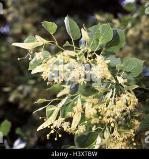 Linde, Tilia spec, Detail, Blätter, Blüten, Heilpflanzen, Heilpflanzen, Kräutern, Medikament Pflanzen, Linde Blüten, Pflanze, Natur-Arzneimittel Stockfoto