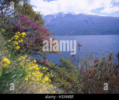 Italien, Gardasee, Gargnano, am See, Vegetation, Judasbaum, Cerium CIS, Siliquastrum, Europa, Nord-Italien, Lombardei, Lago Tu Garda, See, Ufer, Pflanzen, Sträucher, Büsche, Blüte, Blüten, Natur Stockfoto