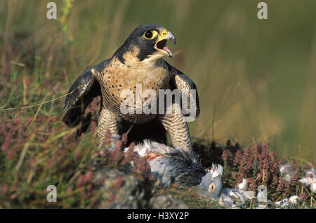 Wanderfalken Falco Peregrinus, Beute, Taube, Essen, Wiese, Vögel, Vogel, Wildtiere, Wildtier, Raubvögel, Vogel Beute, Falconiformes, edlen Falken, Falconinae, Falken, Falken, Falconidae, Beute, Jagd, Beute, Felsentaube, zupfen, Essen, Einnahme, Pereg Stockfoto