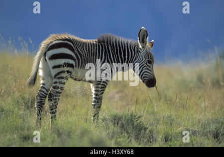 Nationalpark Kap-Bergzebra Equus Zebra Zebra, Jungtier, Kap-Bergzebras, Mountain Zebra, Zebra, Zebras, Tier, Tiere, Tiger, Pferd, Tigerferde, Säugetier, Säugetiere, Herdentier, gesellige Tiere, Steppe Zebra uncloven-Ursäuger Anim Stockfoto