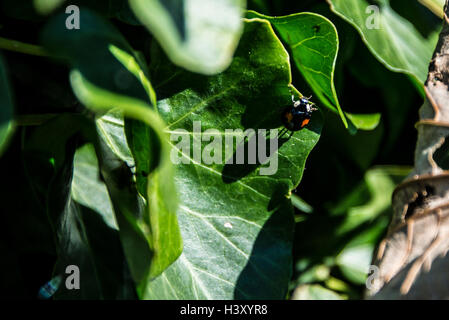 Ein Harlekin-Marienkäfer (Harmonia Axyridis Conspicua) auf einem Blatt Stockfoto