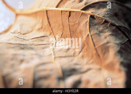 Herbstlaub, detail, Stillleben, Produktfotografie, Blätter, Herbst, herbstliche, gelb, im Herbst Laub, Herbst Blätter, in der Nähe Stockfoto
