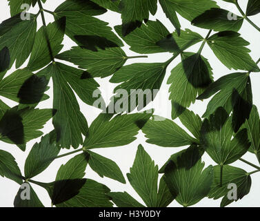 Liebstöckel, Levisticum Officinale, Blätter, Pflanzen, Kräuter, Gewürz, Gewürzpflanze, kulinarisches Gewürz Maggi Kraut, Stillleben Stockfoto