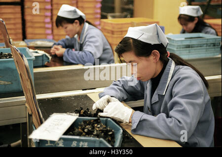 China, Dalian, Arbeiter, Fließbandarbeit im Inneren, Wirtschaft, Industrie, High Tech, High-Tech-Industrie, Produktion, Arbeit, Arbeit, Akkordarbeit, Asien, Frauen, Asiaten, Chinesen, Fabrik, Fabrikarbeit Stockfoto