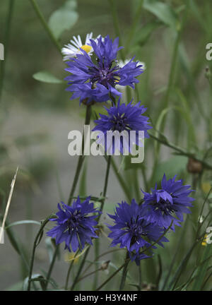 Wiese, Kornblumen, Centaurea Cyanus, Nahaufnahme, Natur, Botanik, Flora, Pflanzen, Blumenwiese, Blumen, Wiesenblumen, Wiesenblumen, Flockenblumen, Verbundwerkstoffe, Asteraceae, Blüten, Blüte, blau, Zeitraum blühen von Mai bis September, Sommerblume, Stockfoto