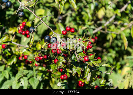 Die Beeren eines Schlehe (Prunus spinosa) und einem gemeinsamen Weißdorn (Common hawthorn) Stockfoto