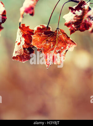 Herbst-Winter-Blätter. Eingefroren im Herbst Frost, die kalten Morgen Eis Ahornblätter. Gefrorenes Herbstlaub auf dem Ast. Stockfoto