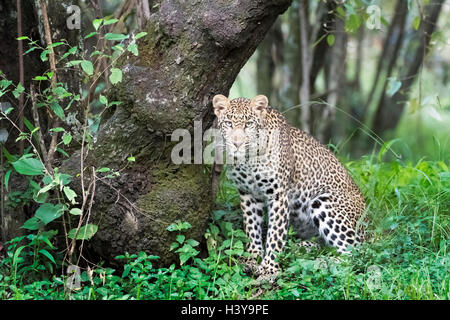 Afrikanischer Leopard (Panthera Pardus) sitzen im Wald, reserve Blick in die Kamera, Masai Mara national, Kenia. Stockfoto